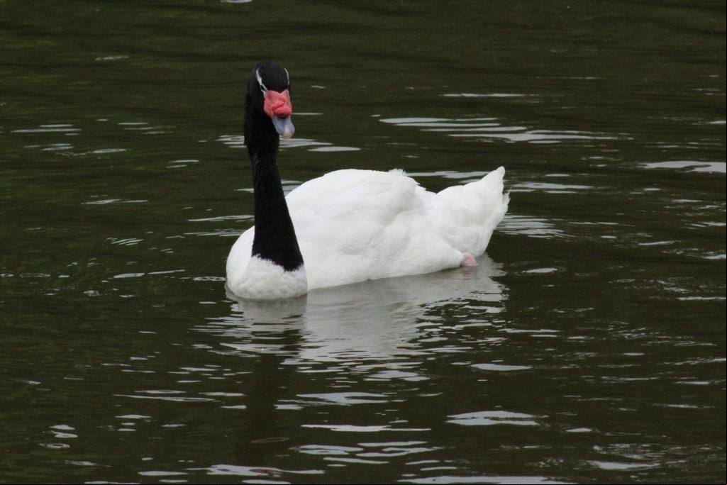 Cisne-de-pescoço-negro-Cygnus-melanocoryphus-Édison-Borges-1024x683jpg Por causa do foco em Mateus Leme, Minas decretou emergência sanitária por 180 dias