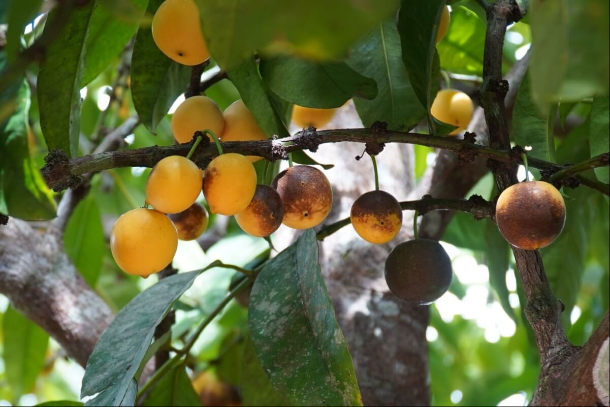 O bacuri, fruta nativa da Amazônia, é rico em nutrientes essenciais