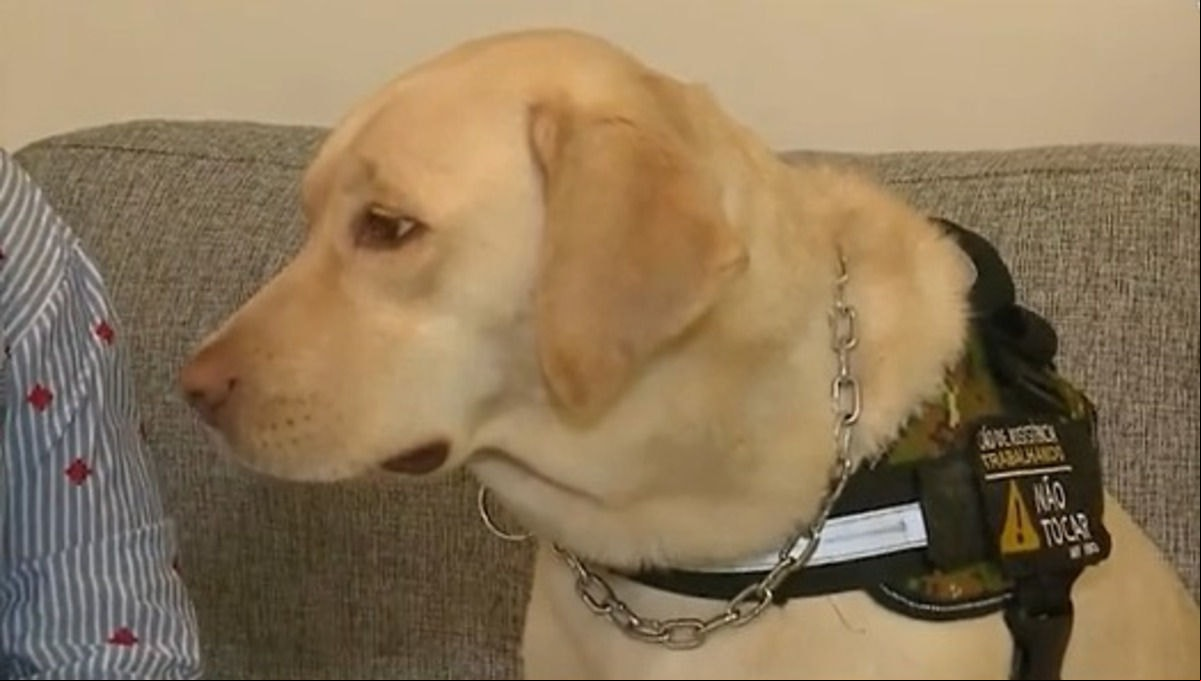 Cão Teddy chega em Portugal
